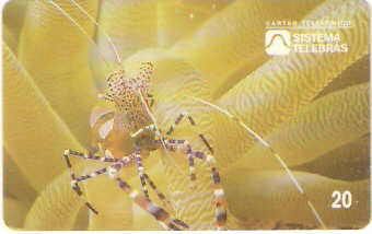 SP-0051 - Camarão