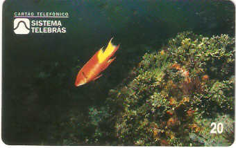 SP-0053M - Budião