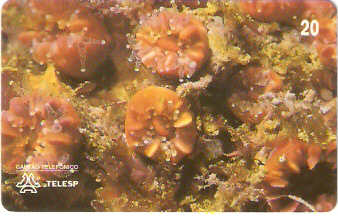 SP-0057M - Coral-Pétreo