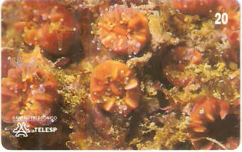 SP-0057 - Coral-Pétreo