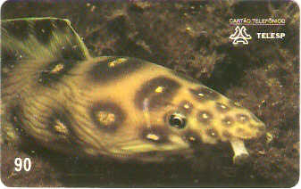 SP-0058 - Mututuca