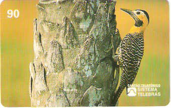 SP-0068M - Pica-Pau-do-Campo