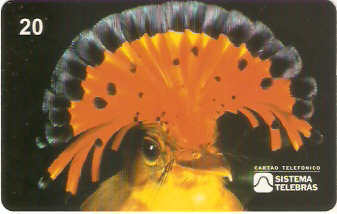 SP-0070M - Maria-Leque