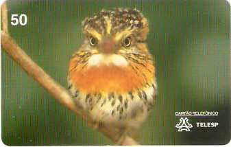 SP-0072M - Rapazinho-dos-Velhos