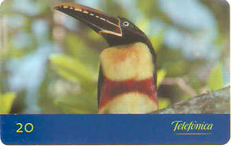 SP-0141M - Araçari-Castanho