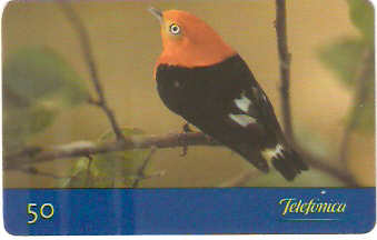 SP-0142M - Uirapuru-Laranja