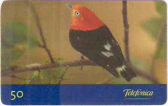 SP-0142 - Uirapuru-Laranja