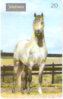 SP-0194M - Andaluz é Raça