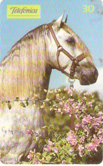 SP-0196M - Andaluz é Beleza