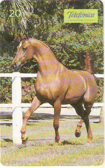 SP-0198 - Árabe é Movimento