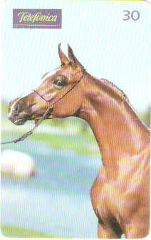 SP-0200 - Árabe é Delicadeza