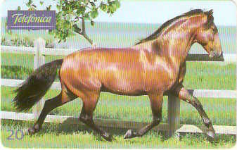 SP-0219M - Andaluz é Solidez