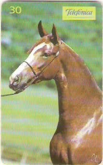 SP-0221 - Mangalarga é Refinamento