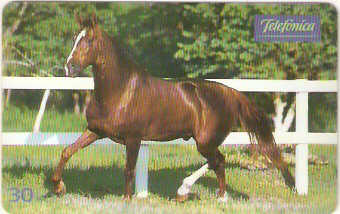 SP-0222M - Mangalarga é Equilíbrio