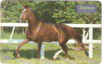 SP-0222 - Mangalarga é Equilíbrio