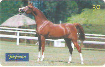 SP-0224M - Árabe é Perfeição