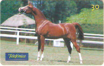 SP-0224 - Árabe é Perfeição