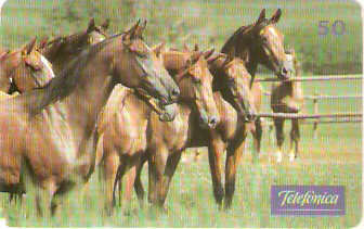 SP-0226M - Cavalos no Pasto