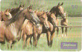 SP-0226 - Cavalos no Pasto