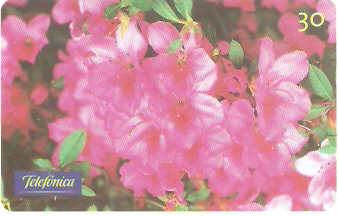 SP-0280M - Azaléia Rhododendron