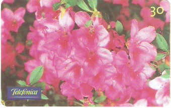 SP-0280 - Azaléia Rhododendron