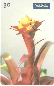 SP-0281M - Bromélia-Guzmania