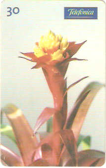 SP-0281 - Bromélia-Guzmania