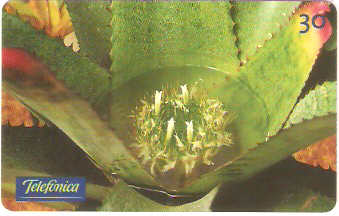 SP-0282M - Bromélia-Neoregelia