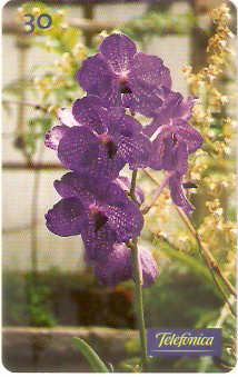 SP-0283M - Orquídea-Vanda