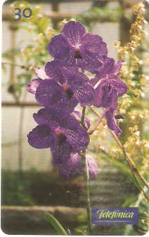 SP-0283 - Orquídea-Vanda