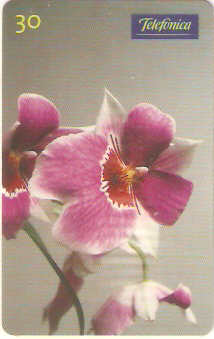 SP-0284 - Orquídea-Miltoniopsis