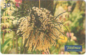 SP-0285M - Orquídea-Capanema