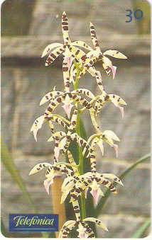 SP-0286M - Orquídea-Eneyclia