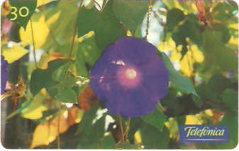 SP-0287M - Hipoméia