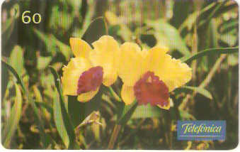 SP-0288M - Orquídea-Cattleya Almakee