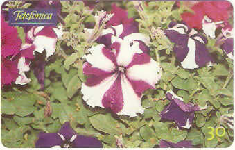 SP-0289M - Petúnia Estrela