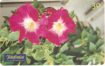 SP-0290 - Petúnia Grandflora Dois Tons