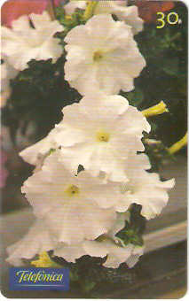 SP-0291M - Petúnia Grandflora Branca