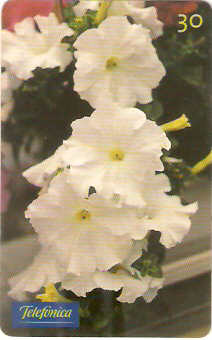 SP-0291 - Petúnia Grandflora Branca