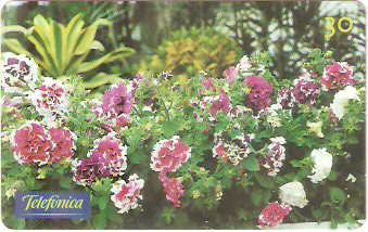 SP-0292M - Petúnia Dobrada