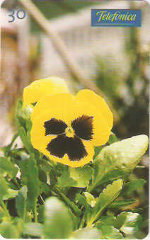 SP-0343M - Amor Perfeito Amarelo