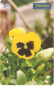 SP-0343 - Amor Perfeito Amarelo