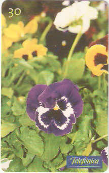 SP-0344M - Amor Perfeito Roxo Mesclado