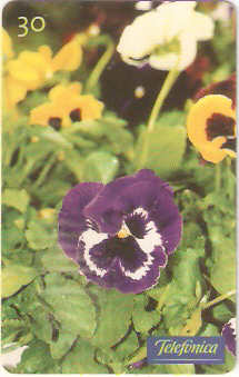 SP-0344 - Amor Perfeito Roxo Mesclado