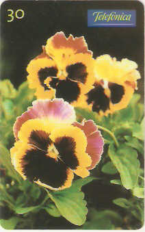 SP-0345 - Amor Perfeito Mesclado