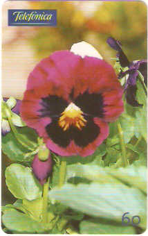 SP-0346M - Amor Perfeito Vinho