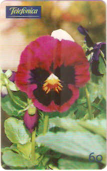 SP-0346 - Amor Perfeito Vinho