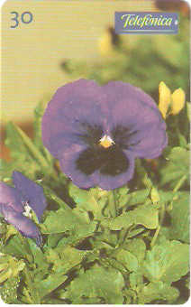 SP-0347M - Amor Perfeito Roxo