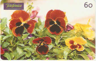 SP-0348M - Amor Perfeito Ferrugem