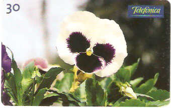 SP-0349M - Amor Perfeito Branco